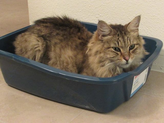 How to get an older cat to use a litter box sale